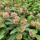 100 PINK MILKWEED Common Asclepias Syriaca Monarch Flower Seeds