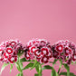 50 HOLBORN GLORY DIANTHUS Barbatus Red & White Sweet William Flower Seeds
