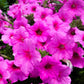 200 Pink LAURA BUSH PETUNIA Violacea Integrifolia Perennial Frilled Trumpet Flower Seeds