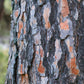5 Pine Nut ITALIAN STONE PINE Pinus Pinea Umbrella Tree Seeds