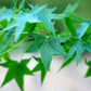 50 AMERICAN SWEETGUM Liquidambar Styraciflua Storax Alligator Sweet Gum Tree Seeds - Great Fall Color! Red Yellow Orange Purple