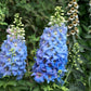 100 ROCKET LARKSPUR DELPHINIUM Consolida Giant Imperial Mixed Colors Flower Seeds