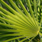 5 MEDITERRANEAN FAN PALM European Dwarf Tree Shrub Chamaerops Humilis Seeds