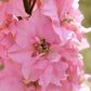 100 PINK PERFECTION LARKSPUR / DELPHINIUM Consolida Ambigua Ajacis Flower Seeds