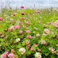 1500 ALSIKE CLOVER Trifolium Hybridum Pink & White Flower Legume Seeds