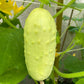 50 WHITE WONDER CUCUMBER Fruit Cucumis Sativus Seeds