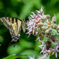 50 SHOWY (Greek) MILKWEED Asclepias Speciosa Flower Seeds
