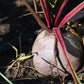 75 Giant Red BEET Mangelwurzel Mangel Mangold Wurzel Mammoth Long Beta Vulgaris Seeds