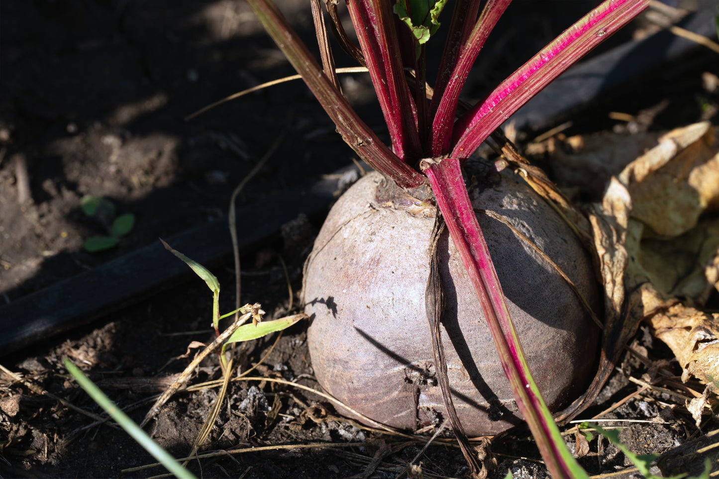 75 Giant Red BEET Mangelwurzel Mangel Mangold Wurzel Mammoth Long Beta Vulgaris Seeds