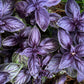 500 DARK OPAL BASIL (Purple Ruffles) Ocimum Basilicum Herb Flower Seeds