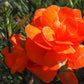 10 MIXED DOUBLE BEGONIA Tuberosa Tuberous Begonia Red Pink White Yellow Orange Shade Flower Seeds