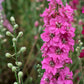 100 SUBLIME PINK LARKSPUR Consolida Ambigua Ajacis Delphinium Bright Pink Flower Seeds