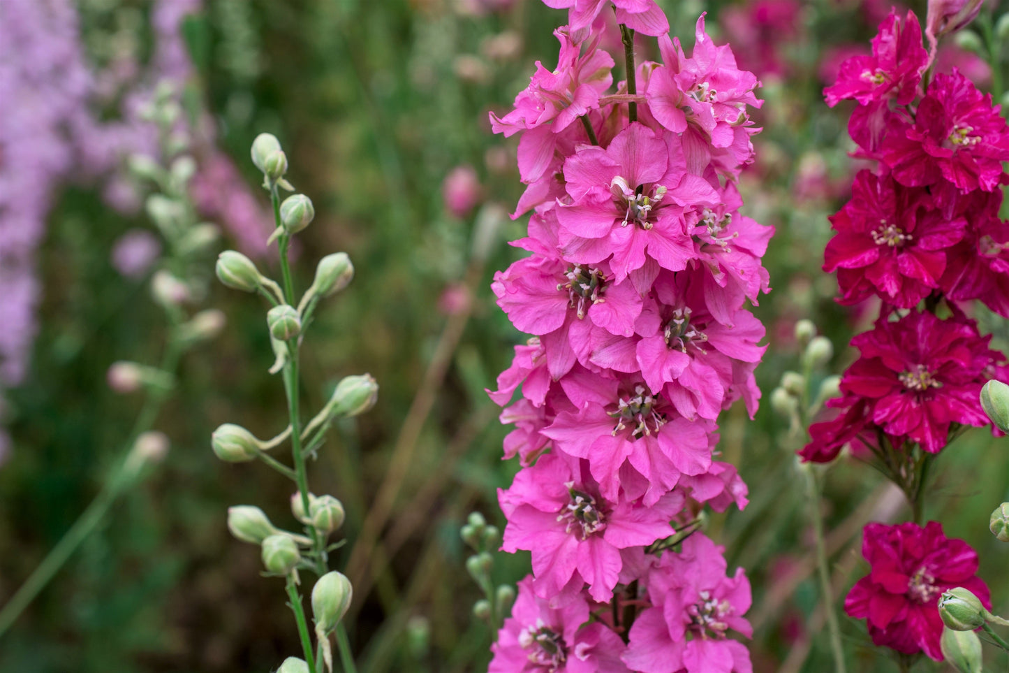 100 SUBLIME PINK LARKSPUR Consolida Ambigua Ajacis Delphinium Bright Pink Flower Seeds