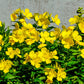 1000 YELLOW EVENING PRIMROSE Oenothera lamarckiana Flower Seeds