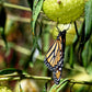 10 SWAN MILKWEED Hairy Balls Butterfly Weed Asclepias Gomphocarpus Fruticosus Monarch Flower Seeds