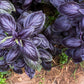 500 DARK OPAL BASIL (Purple Ruffles) Ocimum Basilicum Herb Flower Seeds