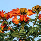 15 Red AFRICAN TULIP TREE (Fire Tree / Flame of the Forest / Fountain Tree) Spathodea Campanulata Seeds