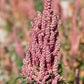 100 Organic BRILLIANT RAINBOW QUINOA Mix Mixed Colors Chenopodium Grain Greens Vegetable Seeds