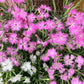 1000 FRINGED PINKS DIANTHUS Superbus White Pink Purple Flower Seeds