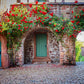 5 RED CLIMBING ROSE Rosa Bush Vine Climber Fragrant Butterfly Flower Seeds