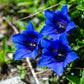 15 Blue STEMLESS GENTIAN Gentiana Acaulis Kochiana Flower Seeds