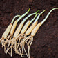 10 RAMSONS / WILD Bear GARLIC Allium Ursinum Vegetable Herb White Flower Seeds