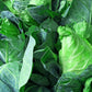300 CHARLESTON WAKEFIELD CABBAGE Heirloom Cone Brassica Oleracea Vegetable Seeds