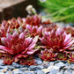 25 MIXED HENS & CHICKS Chickens Succulent (Live Forever) Sempervivum Flower Seeds