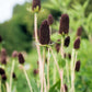 30 WESTERN CONEFLOWER Rudbeckia Occidentalis Green Wizard aka Rayless Naked Chocolate Black Flower Herb Seeds