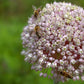 800 AMERICAN FLAG LEEK (Large Leek) Allium Porrum Vegetable Seeds