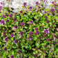100 MOTHER OF THYME aka Lemon Broadleaved Large Thyme Thymus Pulegioides Herb Pink Flower Seeds
