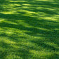 2000 MICROCLOVER Dwarf Miniature Trifolium Repens White Flower Clover Lawn Seeds