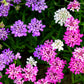 2000 Fairy DWARF MIX CANDYTUFT Iberis Umbellata Flower Seeds