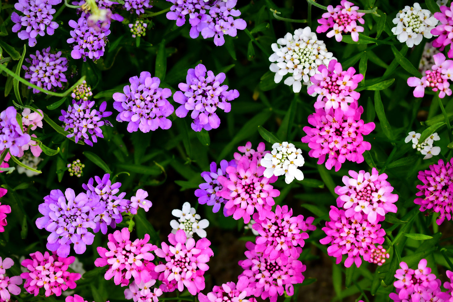2000 Fairy DWARF MIX CANDYTUFT Iberis Umbellata Flower Seeds