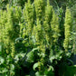 100 SHEEP SORREL Rumex Acetosella Red Field Sorrel Sour Weed Herb Flower Seeds