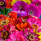 250 Mixed Colors ZINNIA ELEGANS Flower Seeds