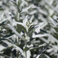 200 PRAIRIE SAGE (Wormwood / Fringed Sagebrush / Sagewort) Artemisia Ludoviciana Flower Seeds