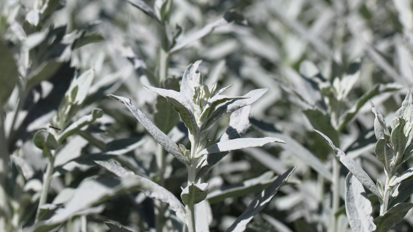 200 PRAIRIE SAGE (Wormwood / Fringed Sagebrush / Sagewort) Artemisia Ludoviciana Flower Seeds