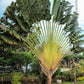 10 TRAVELLER'S PALM TREE Ravenala Madagascariensis Flower Houseplant Seeds