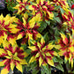 150 TRICOLOR AMARANTHUS PERFECTA Summer Poinsettia Amaranth Flower Seeds