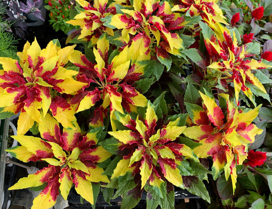 150 TRICOLOR AMARANTHUS PERFECTA Summer Poinsettia Amaranth Flower Seeds