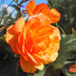 10 ORANGE DOUBLE BEGONIA Tuberosa Tuberous Begonia Shade Flower Seeds