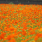 150 ORANGE SULPHUR COSMOS Klondike Sulphureus Seeds