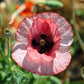 100 MOTHER Of PEARL POPPY Mix Papaver Rhoeas Shirley Flower Seeds Mixed Colors