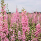 100 PINK PERFECTION LARKSPUR / DELPHINIUM Consolida Ambigua Ajacis Flower Seeds