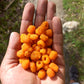 20 SALMONBERRY RUSSIAN RASPBERRY Rubus Spectabilis Fruit Seeds Purple Flowers