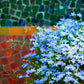 200 SKY BLUE LOBELIA Regatta Lobelia Erinus Flower Seeds