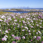 250 VALERIAN (Garden Heliotrope / Heal All) Valeriana Officinalis Herb Flower Seeds