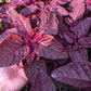 500 MIDNIGHT RED AMARANTHUS Cruentus Amaranth Flower Leaf Vegetable Seeds