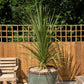 50 CABBAGE PALM / GIANT DRACAENA Australis Cordyline Tree Houseplant Seeds